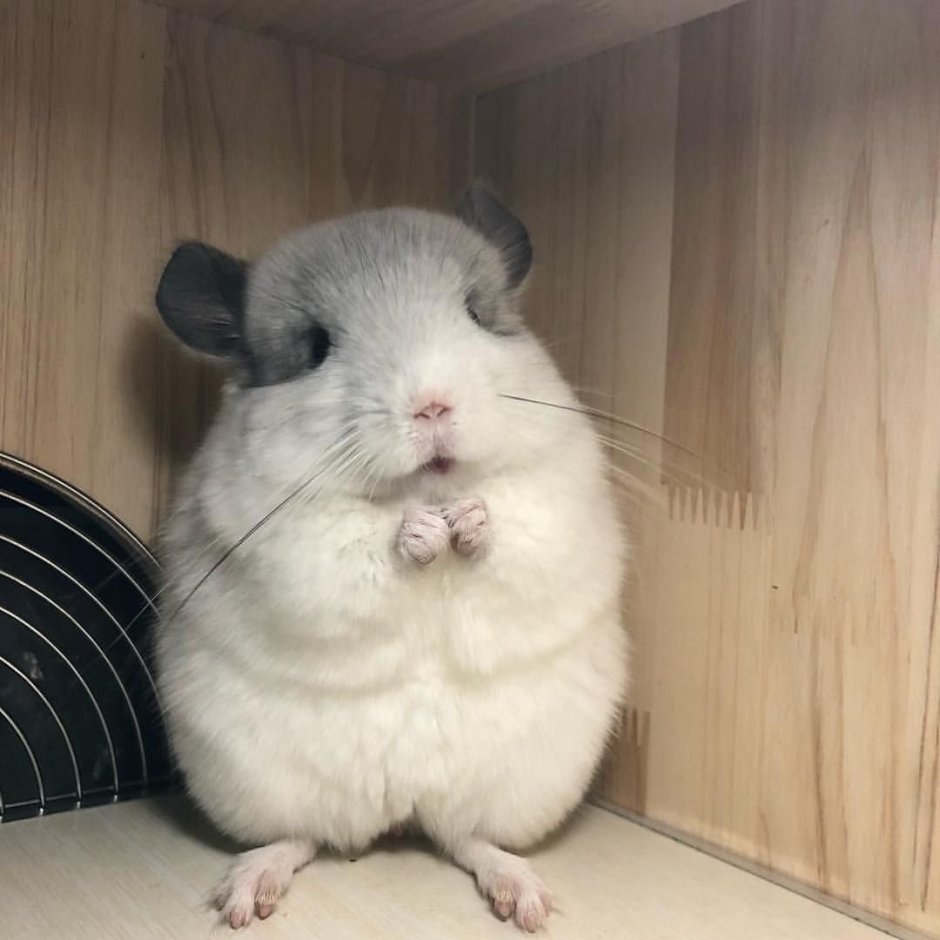Шиншилла на аву