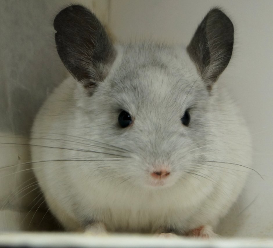 Шиншилла в цирке