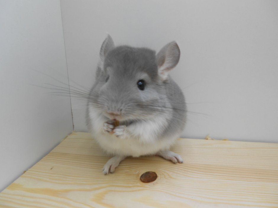 Шиншилла Полевая