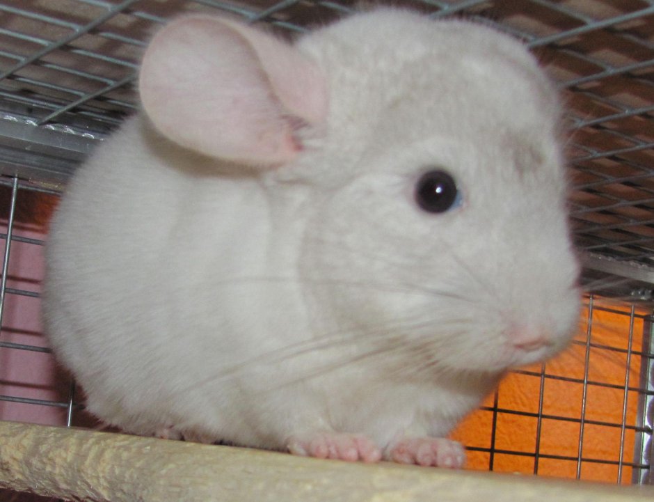Шиншилла белая маленькая