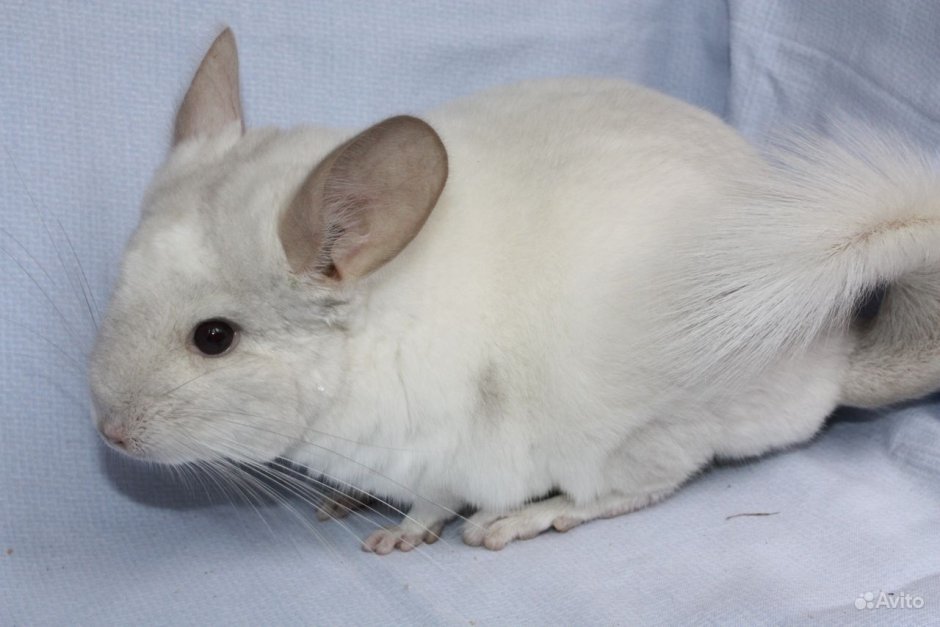 Шиншилла ангорка белая