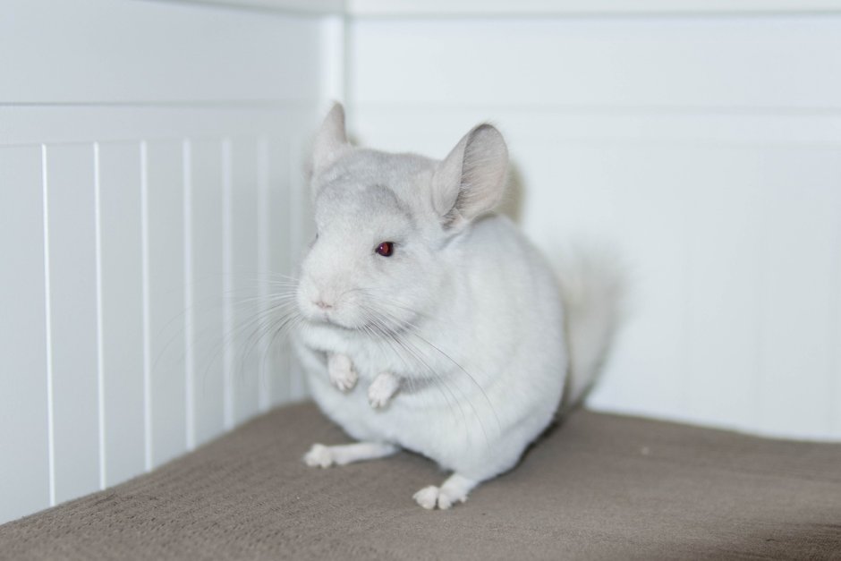 Розовая шиншилла