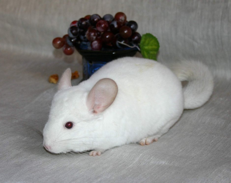 Белая шиншилла с розовыми ушами