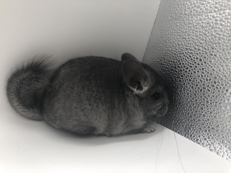 Шиншилла Black Pearl