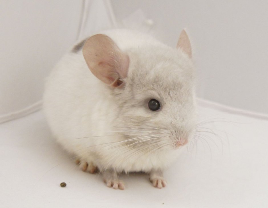 Шиншилла альбинос
