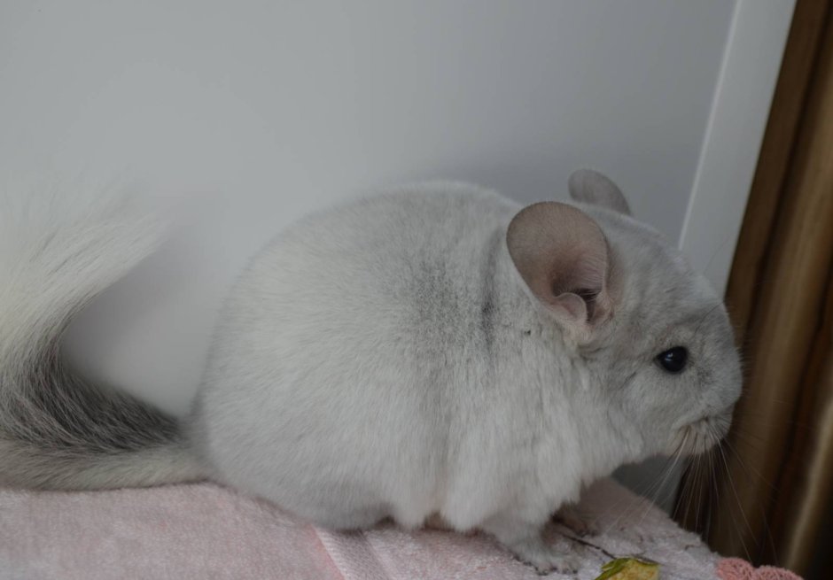 Шиншилла Тамара