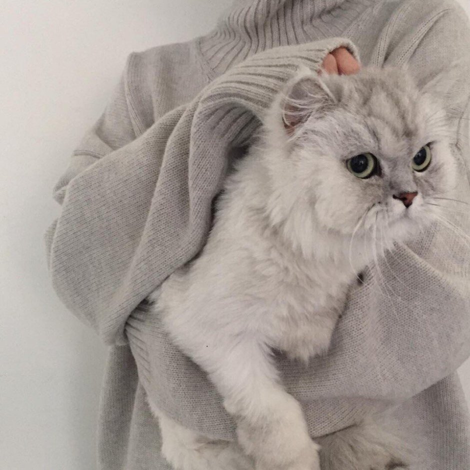 Эстетика кошек