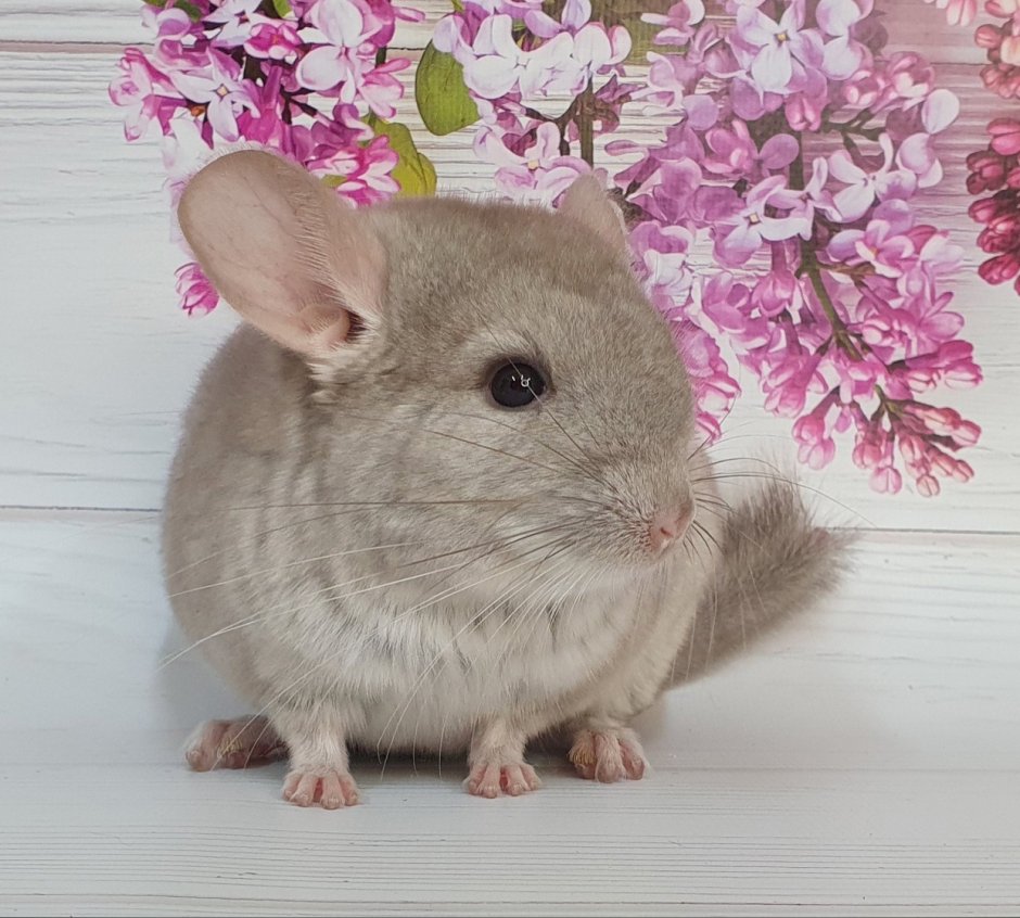 Бело розовая шиншилла