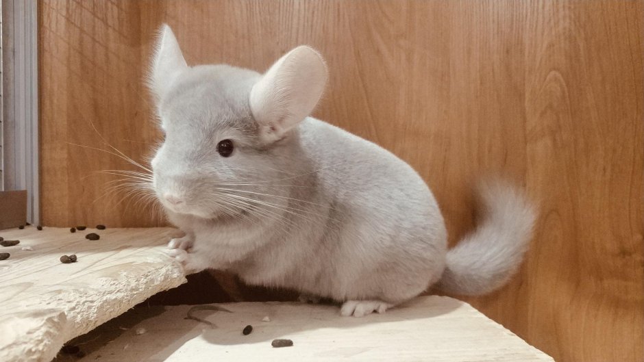 Шиншилла Гомобежевый