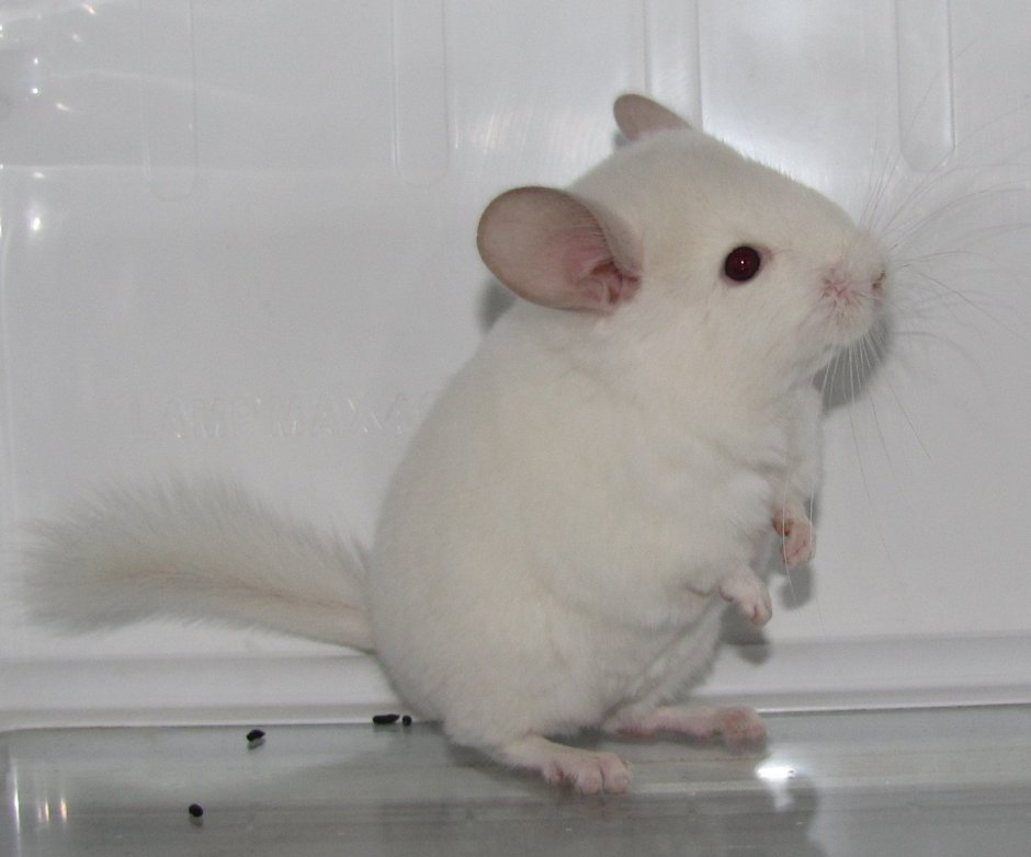 Шиншилла бело-розовая