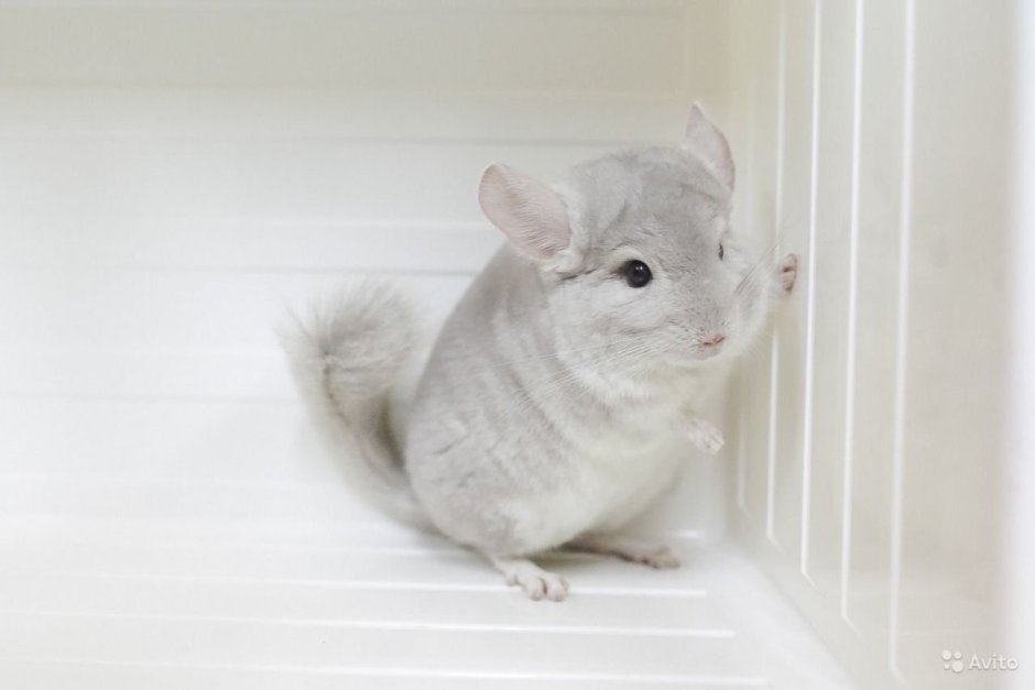 Шиншилла золотистая гипоаллергенный