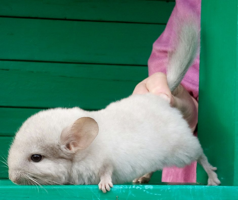 Шиншилла цветная