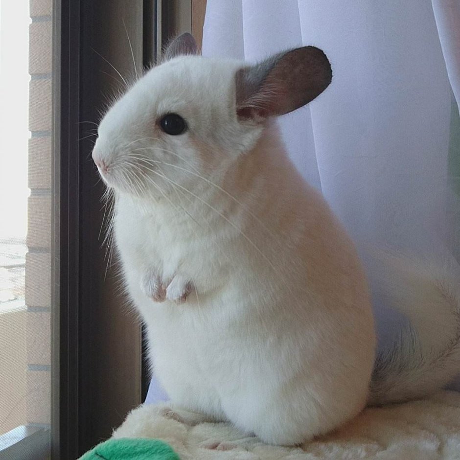 Шиншилла Вильсон