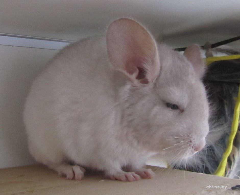 Шиншилла бело-розовая