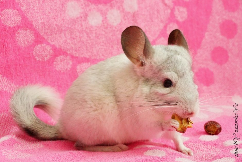 Австралийская шиншилла