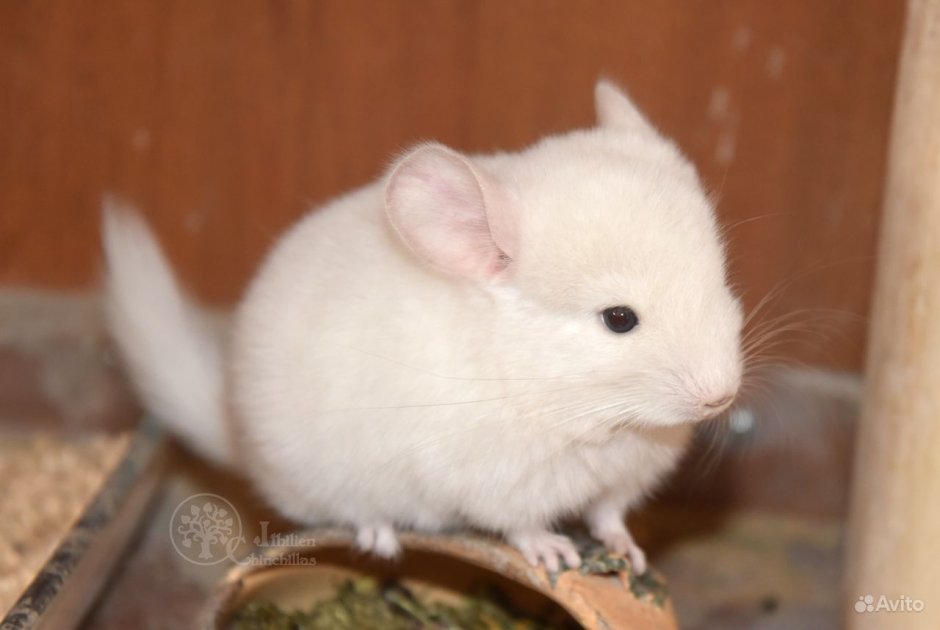 Бело розовая шиншилла носитель ангоры