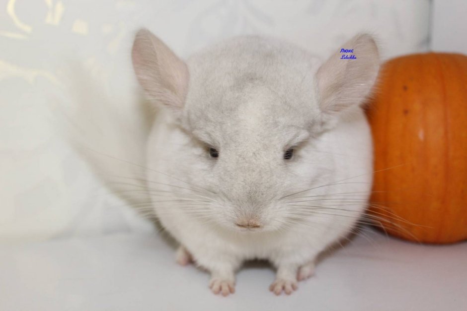 Шиншилла бело-розовая