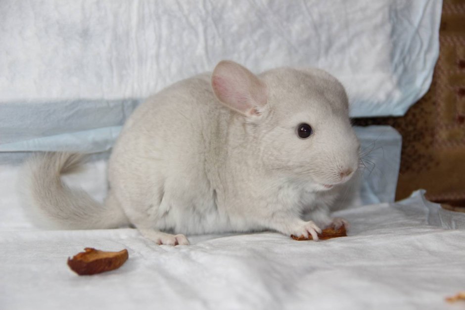 Шиншилла белый фиолет