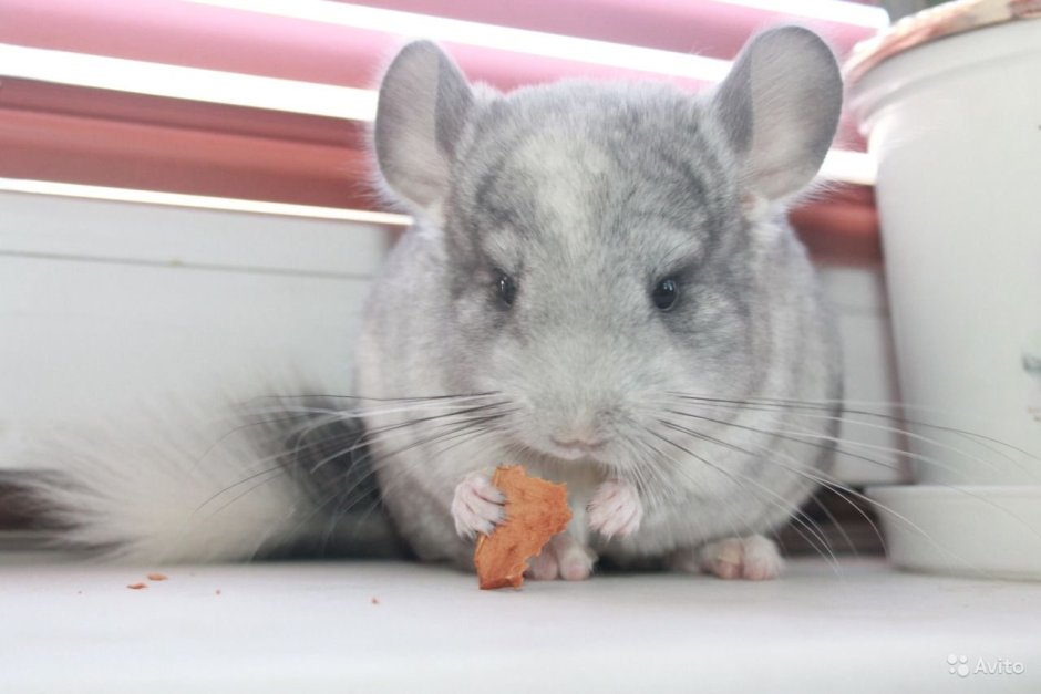 Шиншилла Вильсон