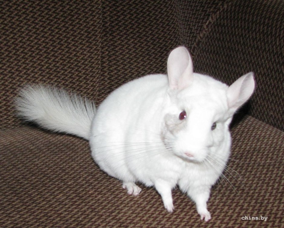 Белая шиншилла альбинос