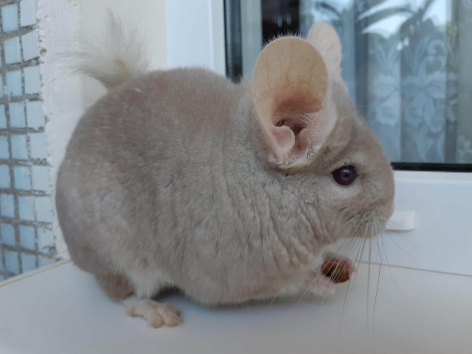 Шиншилла Гомобежевый цвет