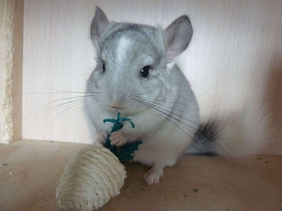 Смешная шиншилла Вильсон