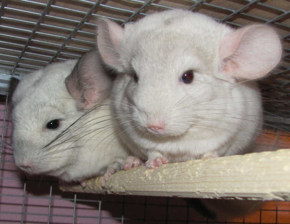 Белая шиншилла альбинос