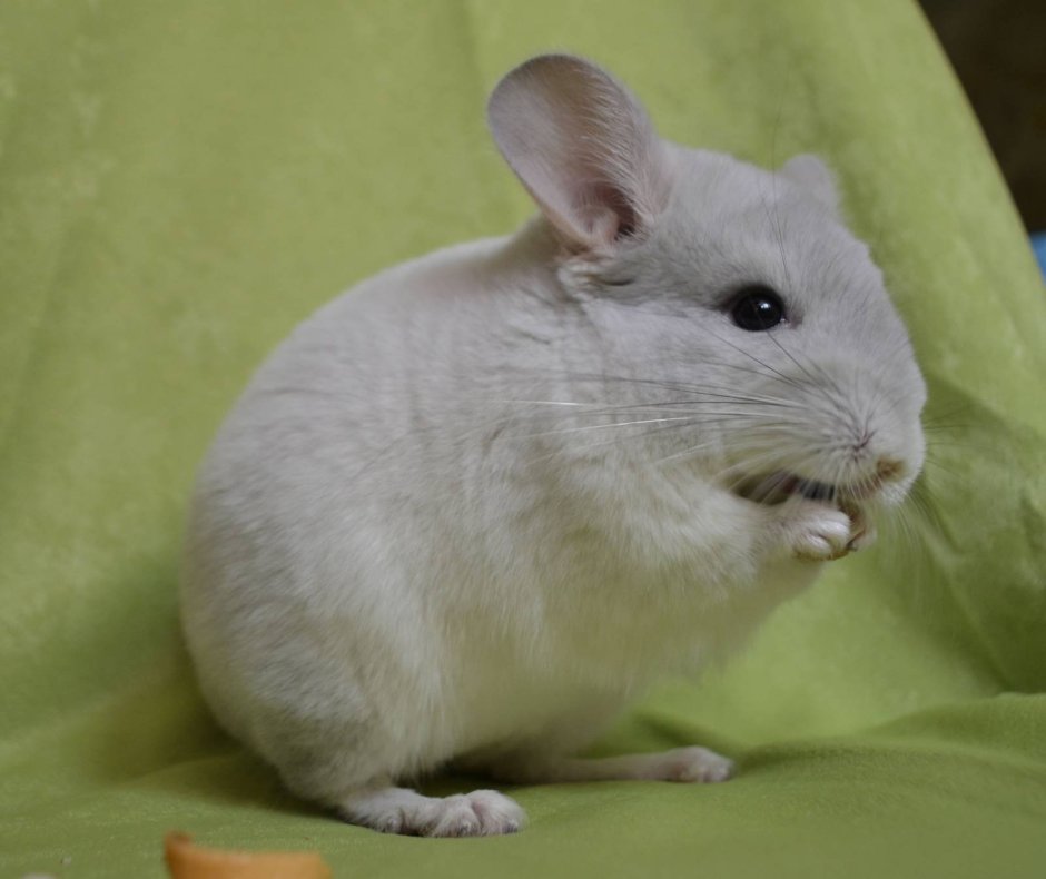 Шиншилла белый фиолет