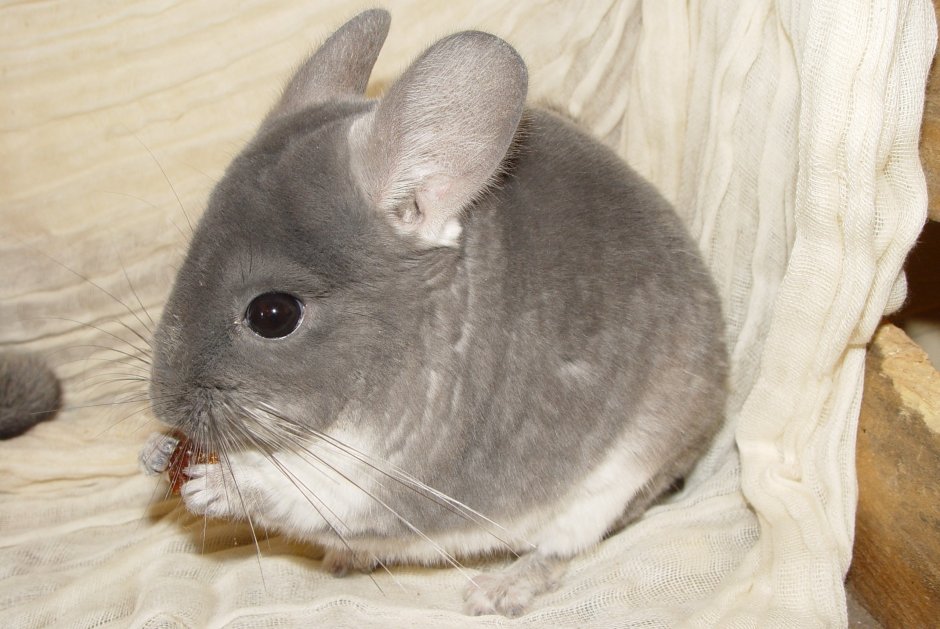 Шиншилла Вилсон