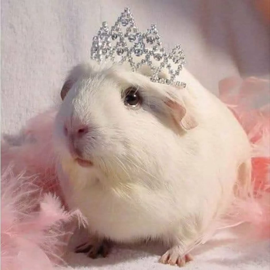 Хомяк в короне