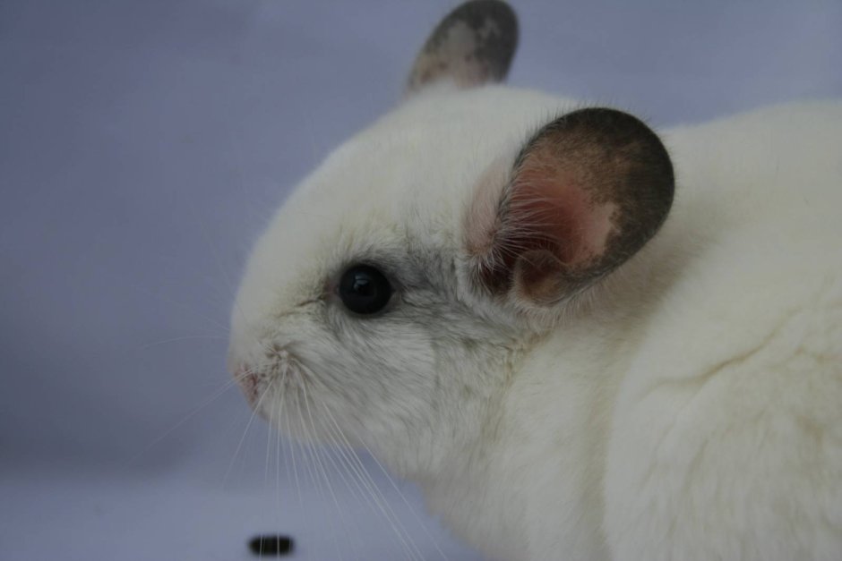 Шиншилла белая Африканская