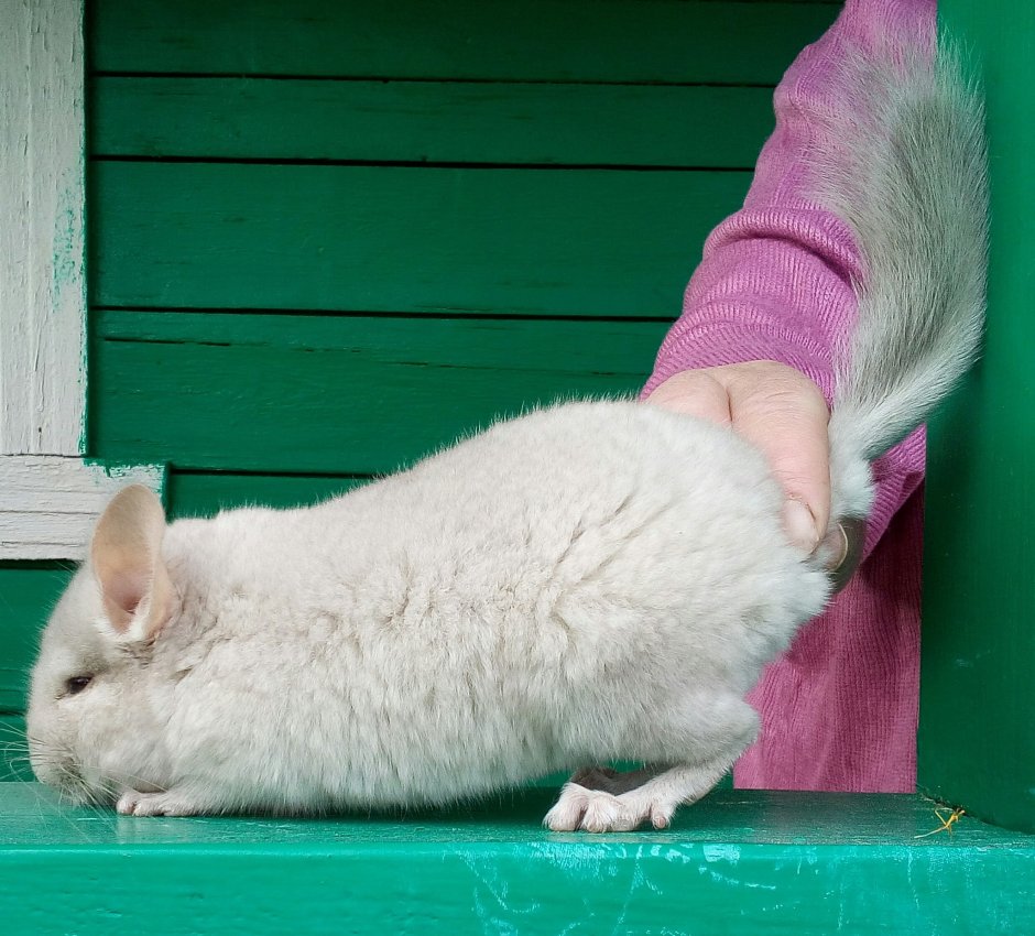 Питомник шиншилл