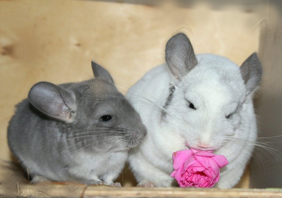 Малая длиннохвостая шиншилла