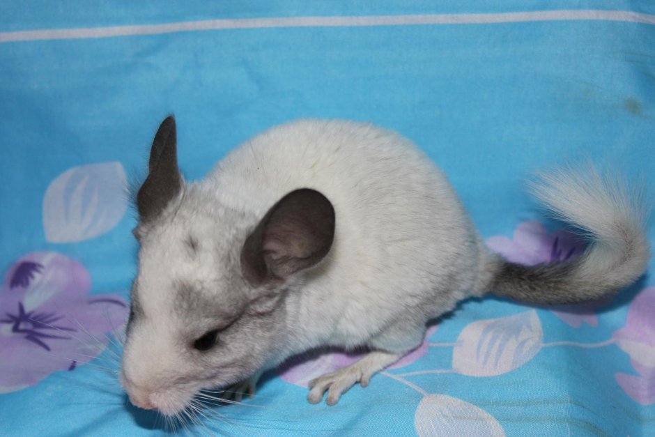 Шиншилла белый бархат эбони