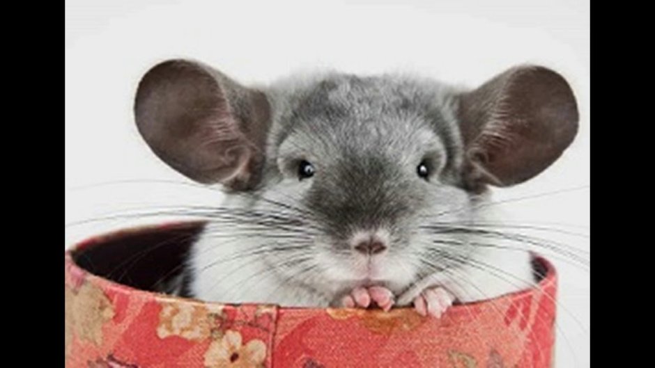 Шиншилла улыбается Эстетика