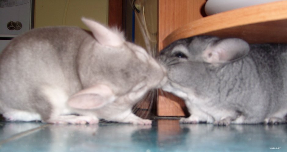 Две милые шиншиллы
