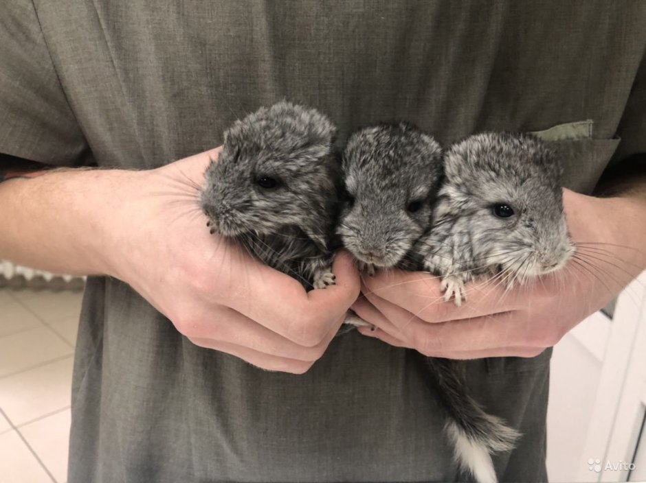 Шиншилла авито