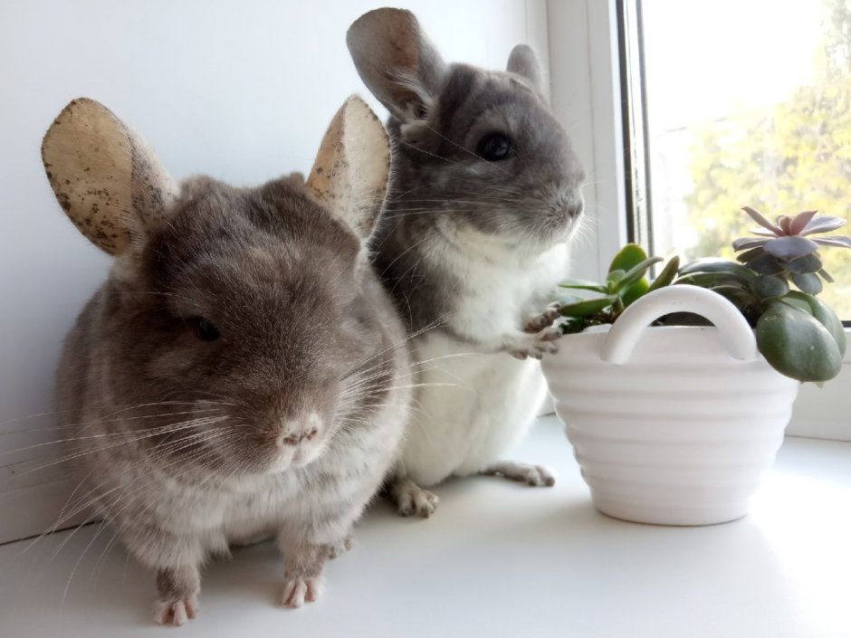 Самка шиншиллы