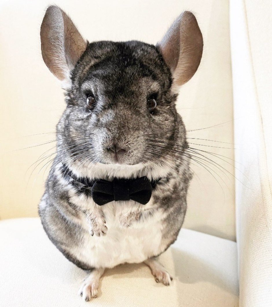 Phillychinchilly Инстаграм