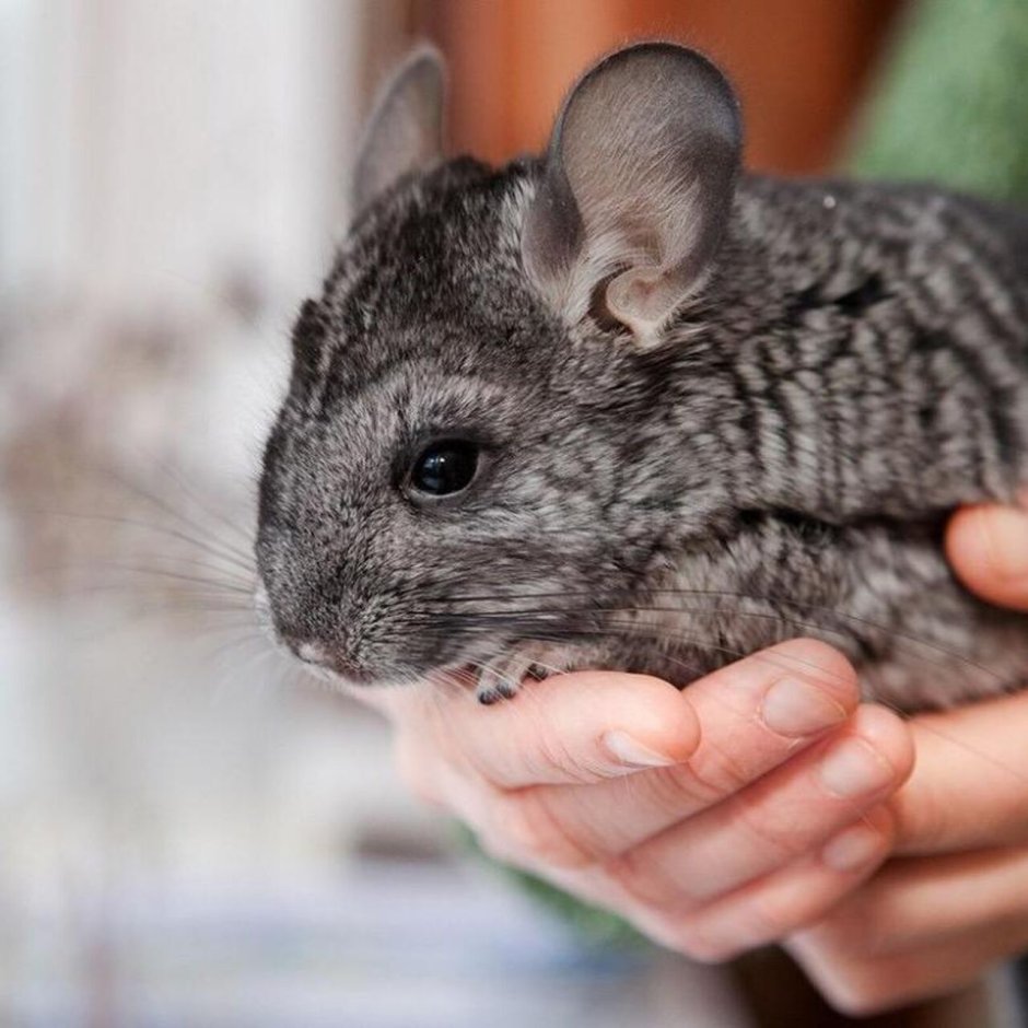 Домашние животные шиншилла