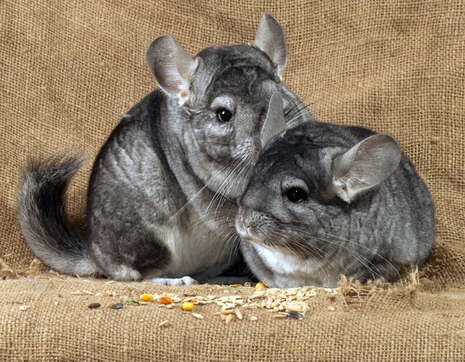 Шиншилла мальчик и девочка