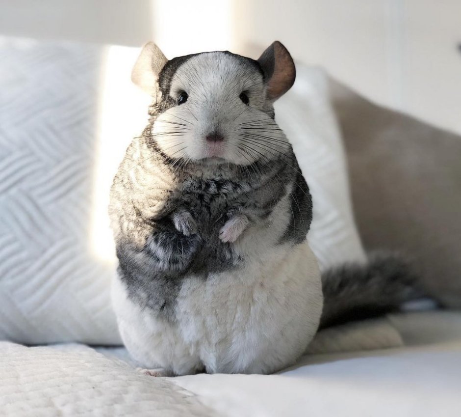 Кенгуру для шиншиллы