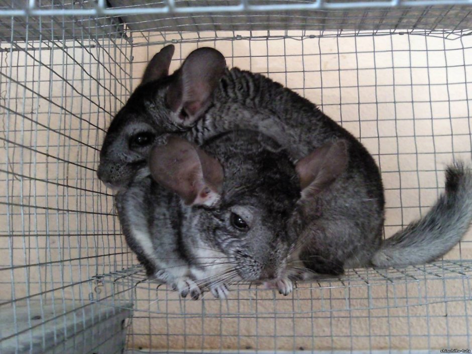 Спаривание шиншилл