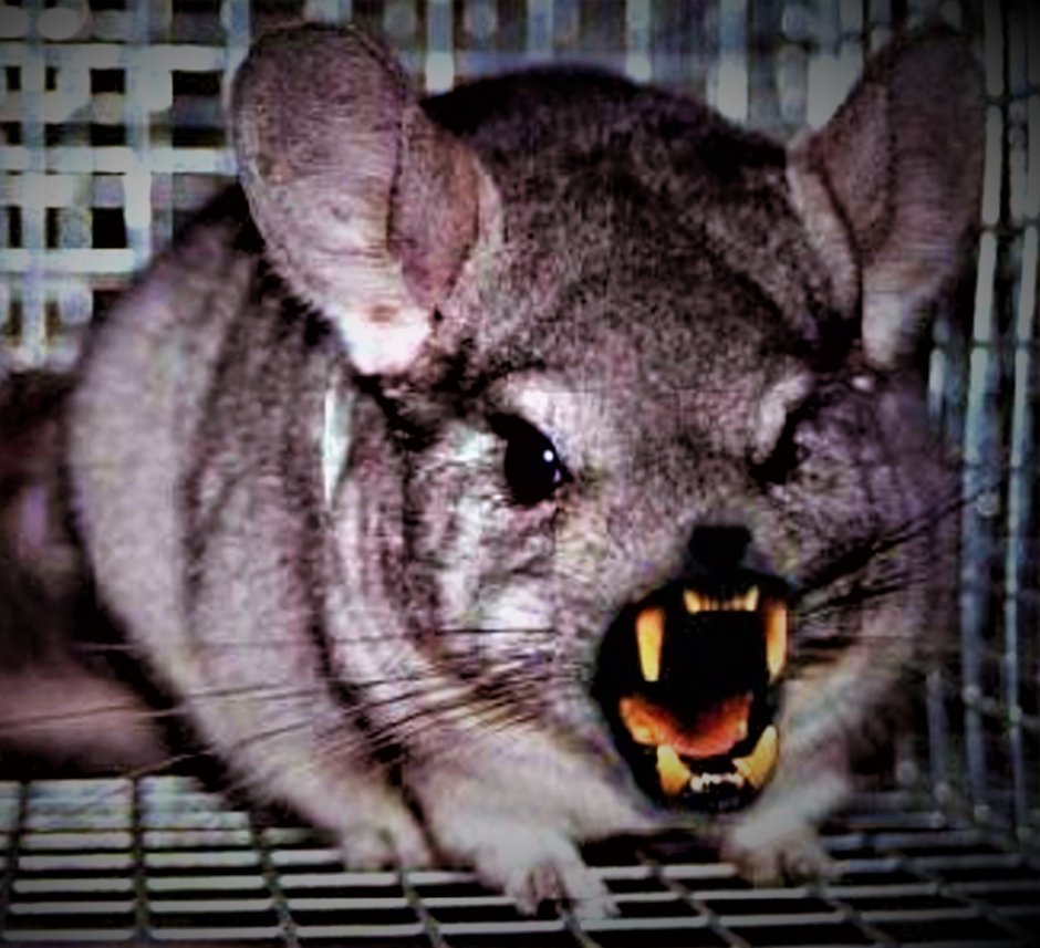 Злая шиншилла