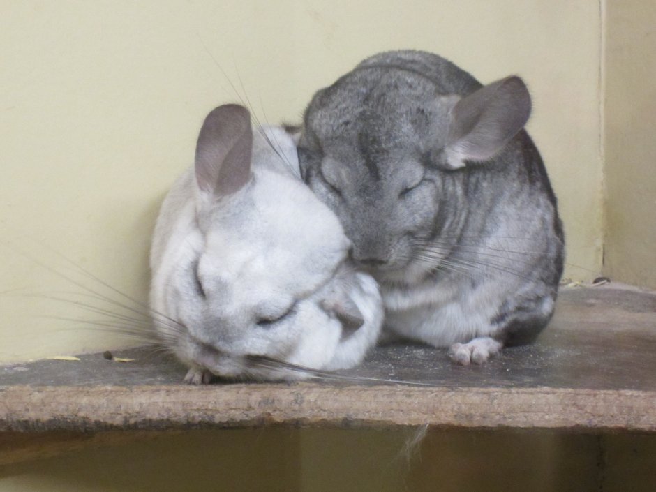 Семья шиншилл