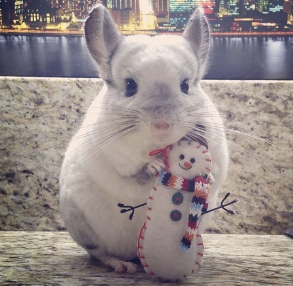 Самая милая шиншилла