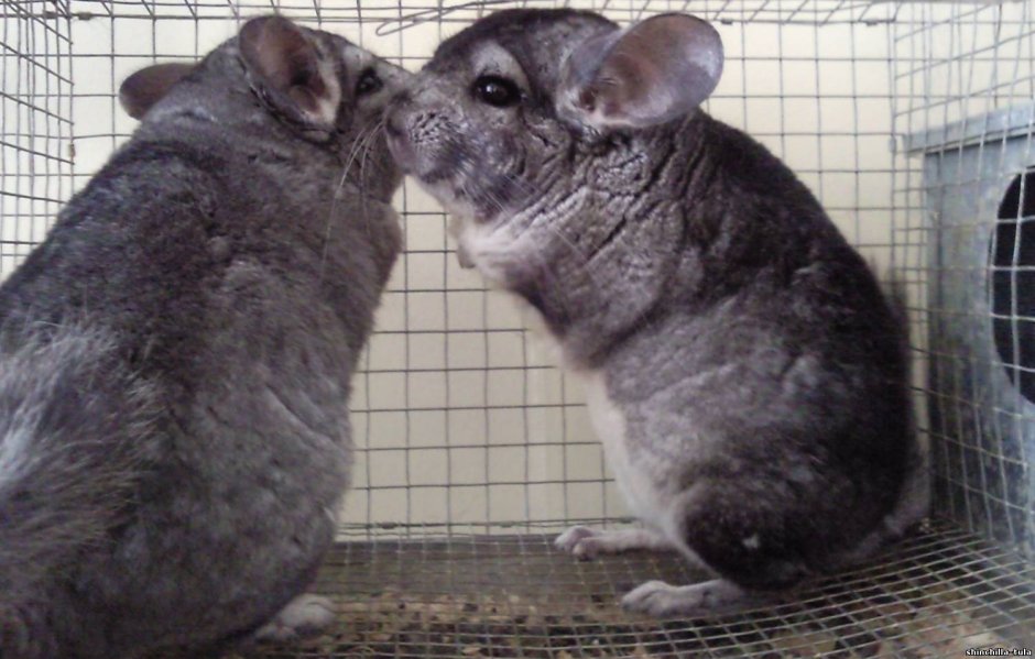 Шиншиллы пара