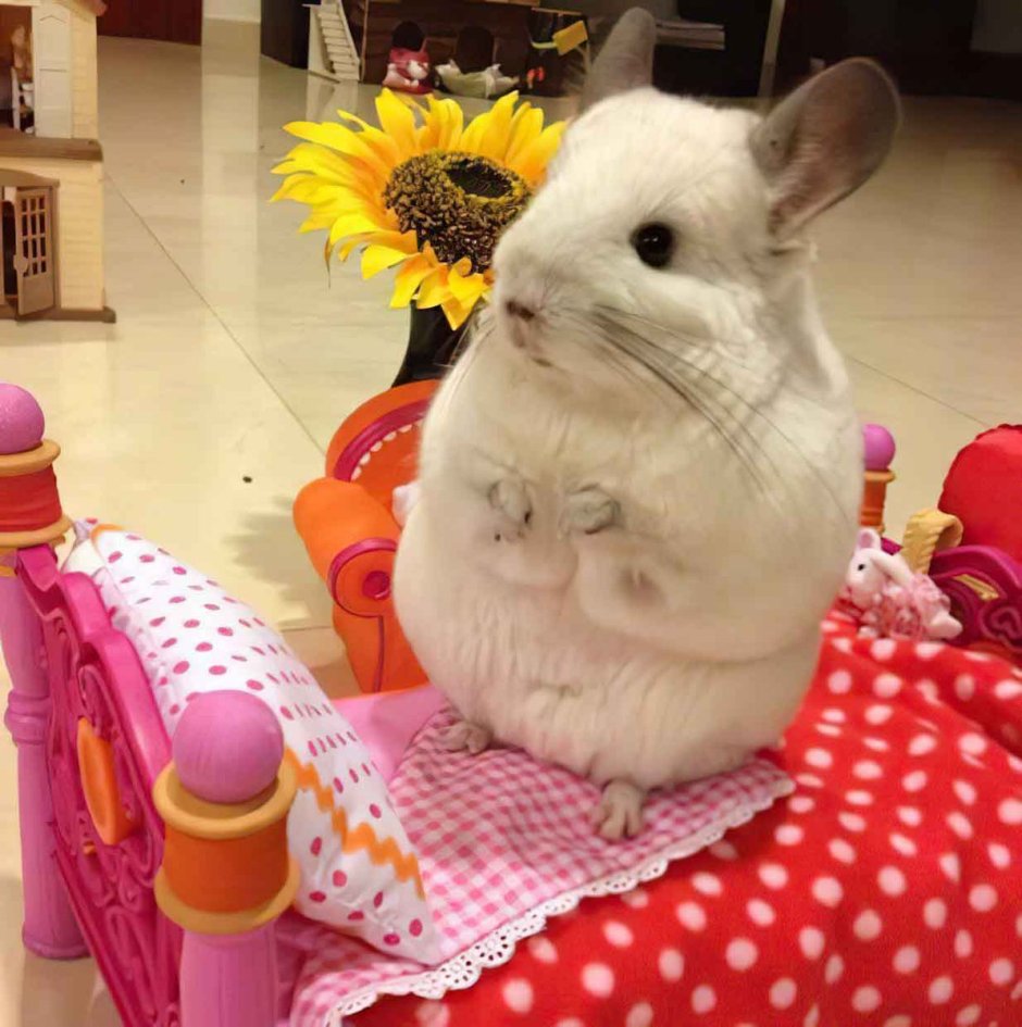 Самые милые шиншиллы