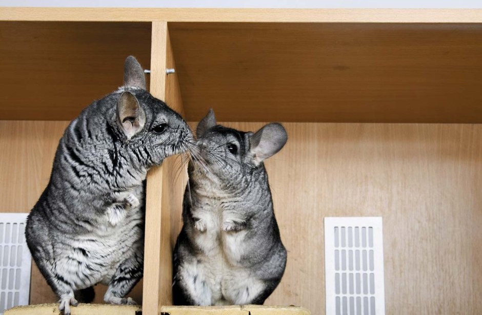 Шиншиллы обнимаются