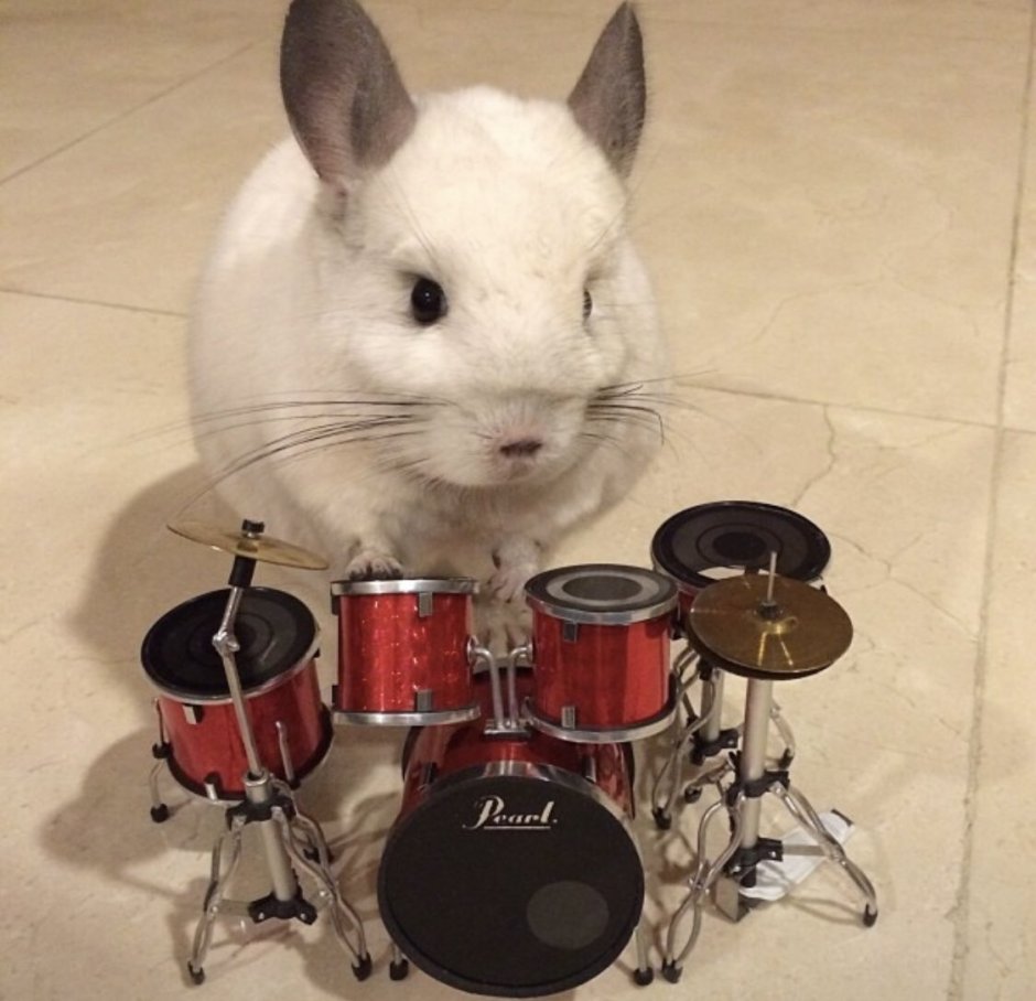 Смешные шиншиллы